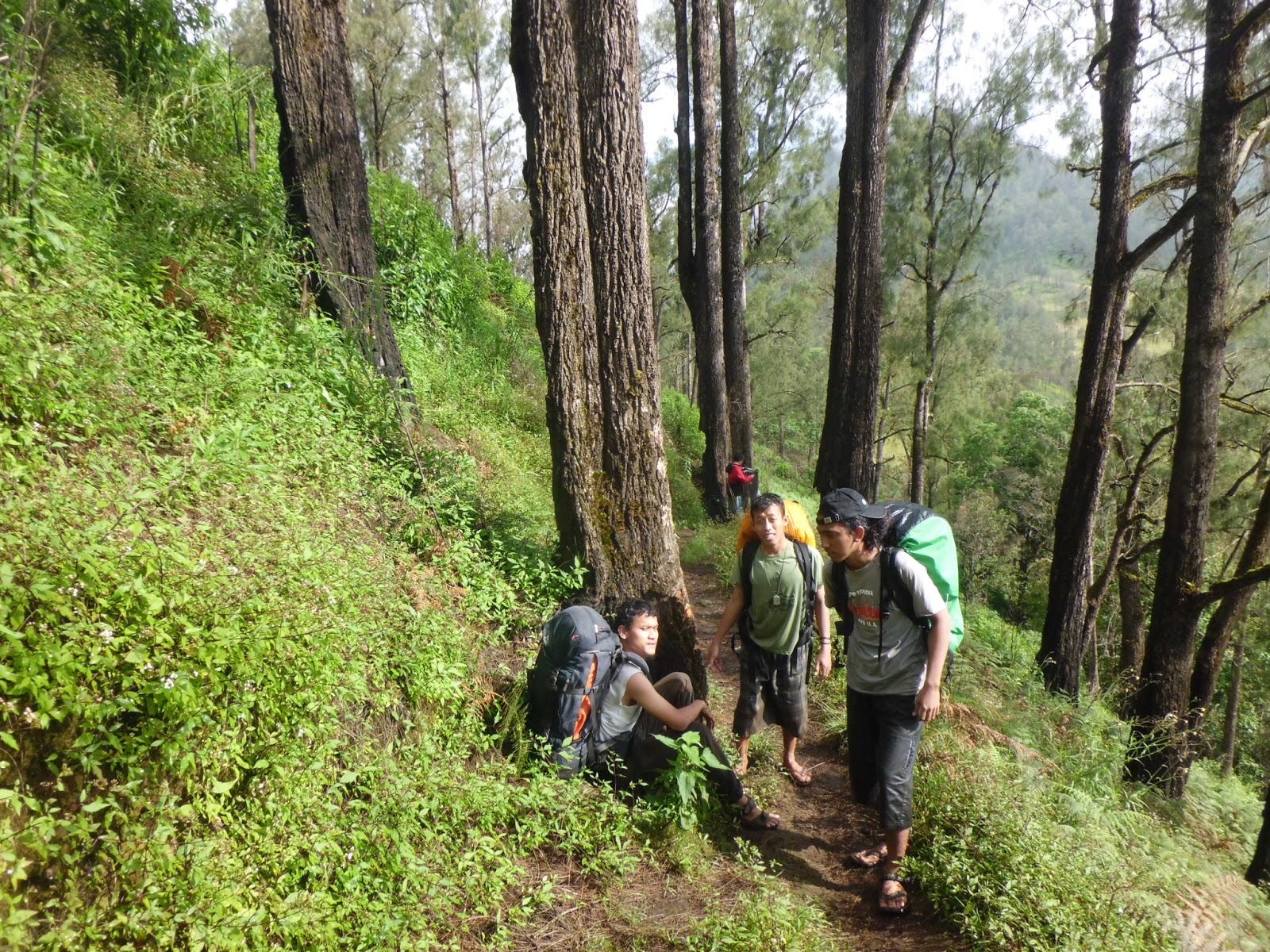 hutan_pinus